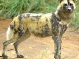 Chien sauvage africain